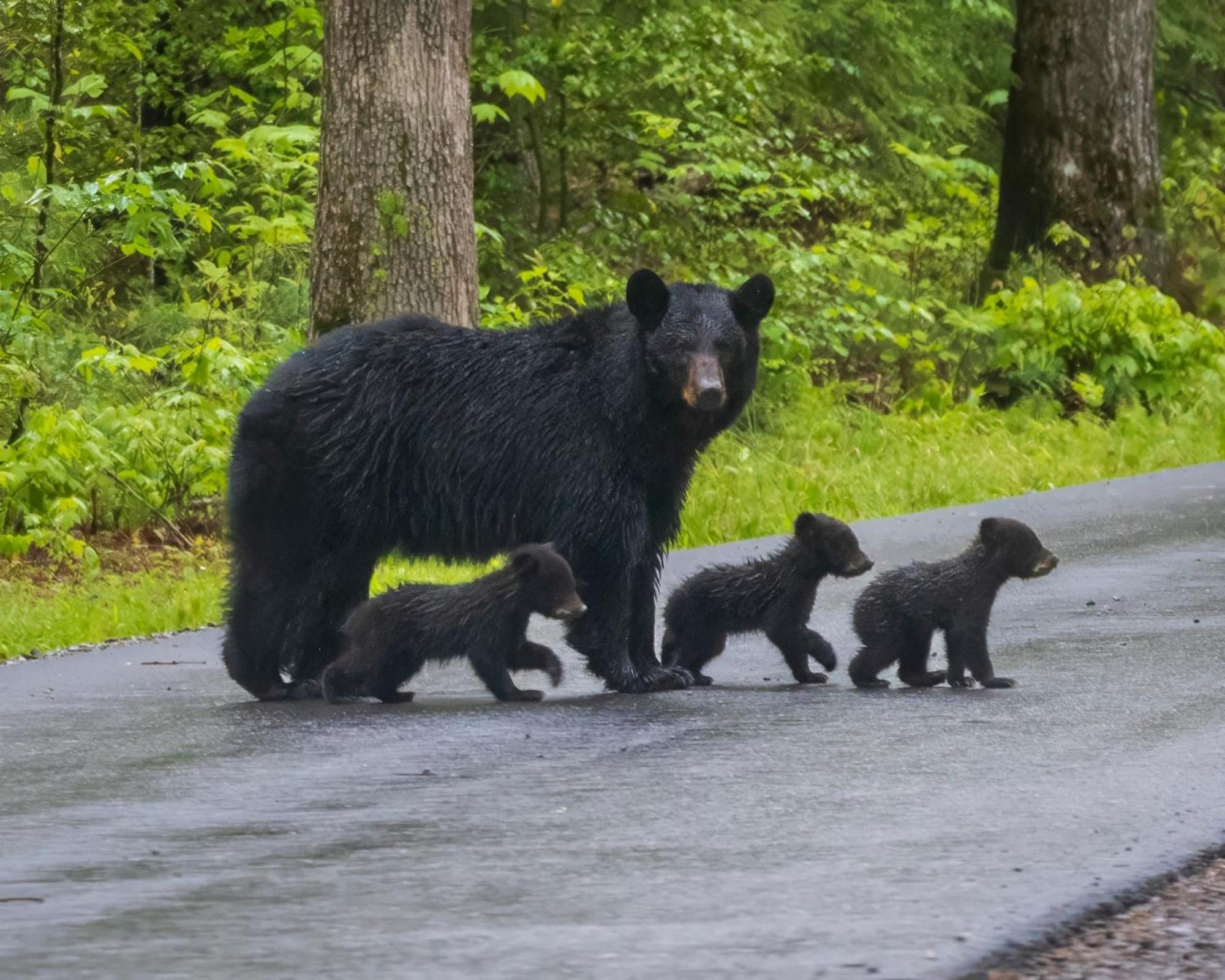 Bear End Villa Sevierville Luaran gambar